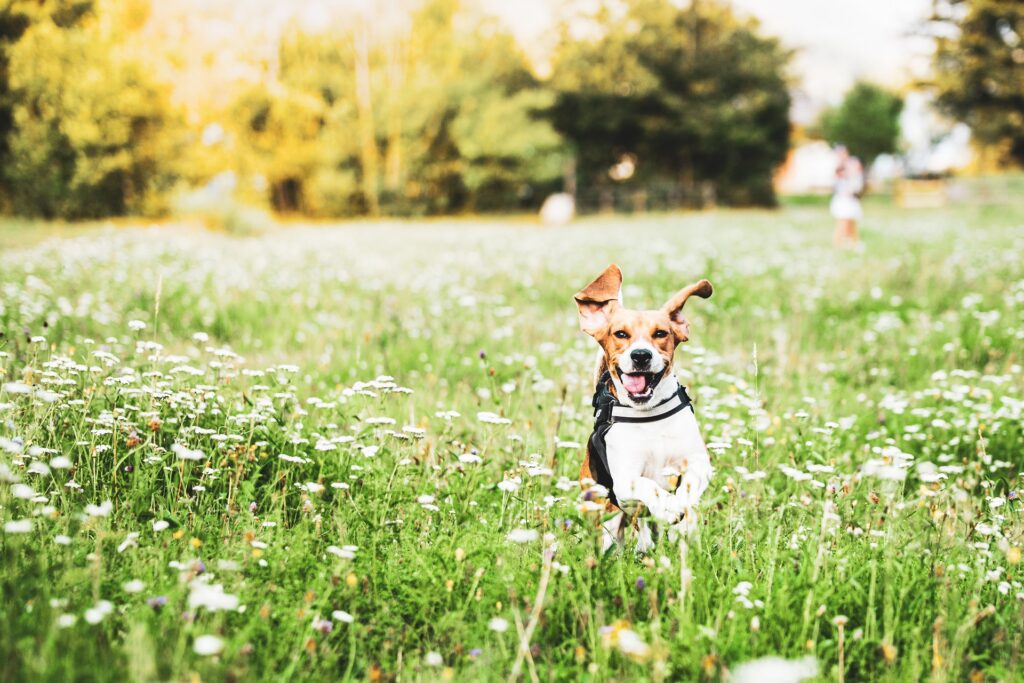 יבוא חיות מחמד