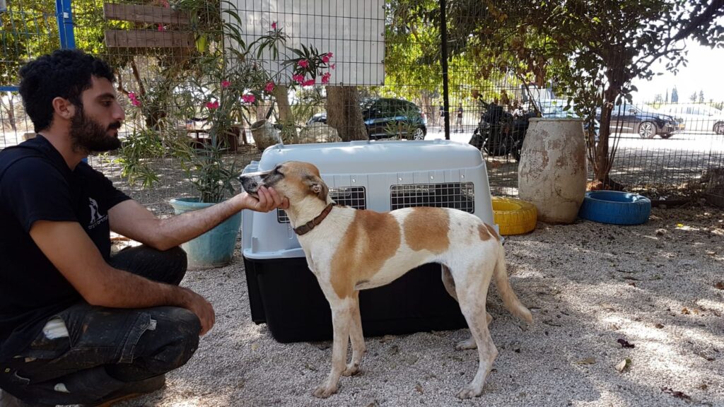 איך לטוס עם חיות מחמד בלי כאבי ראש
