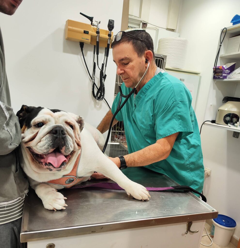 מה אסור לכלבים לאכול לפני טיסה?