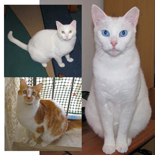 Ruthie-Gato-3-cats